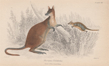 Macropus Ualabatus (Wallaby)